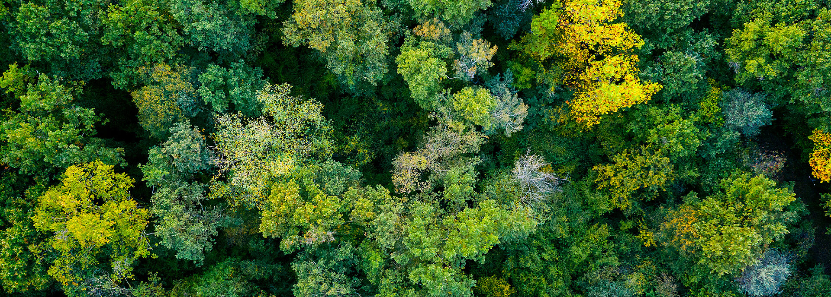 AdobeStock 295622062 