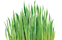 Natural Lemongrass All Purpose Cleaner Refill